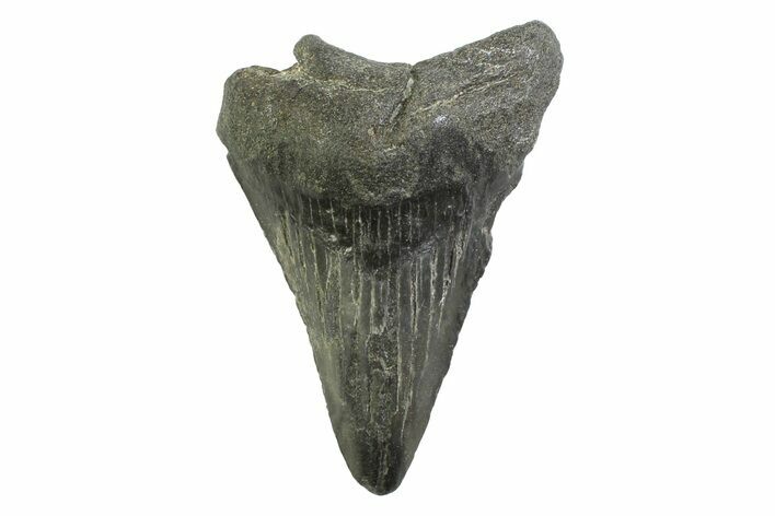 Bargain, Juvenile Megalodon Tooth - Georgia #338788